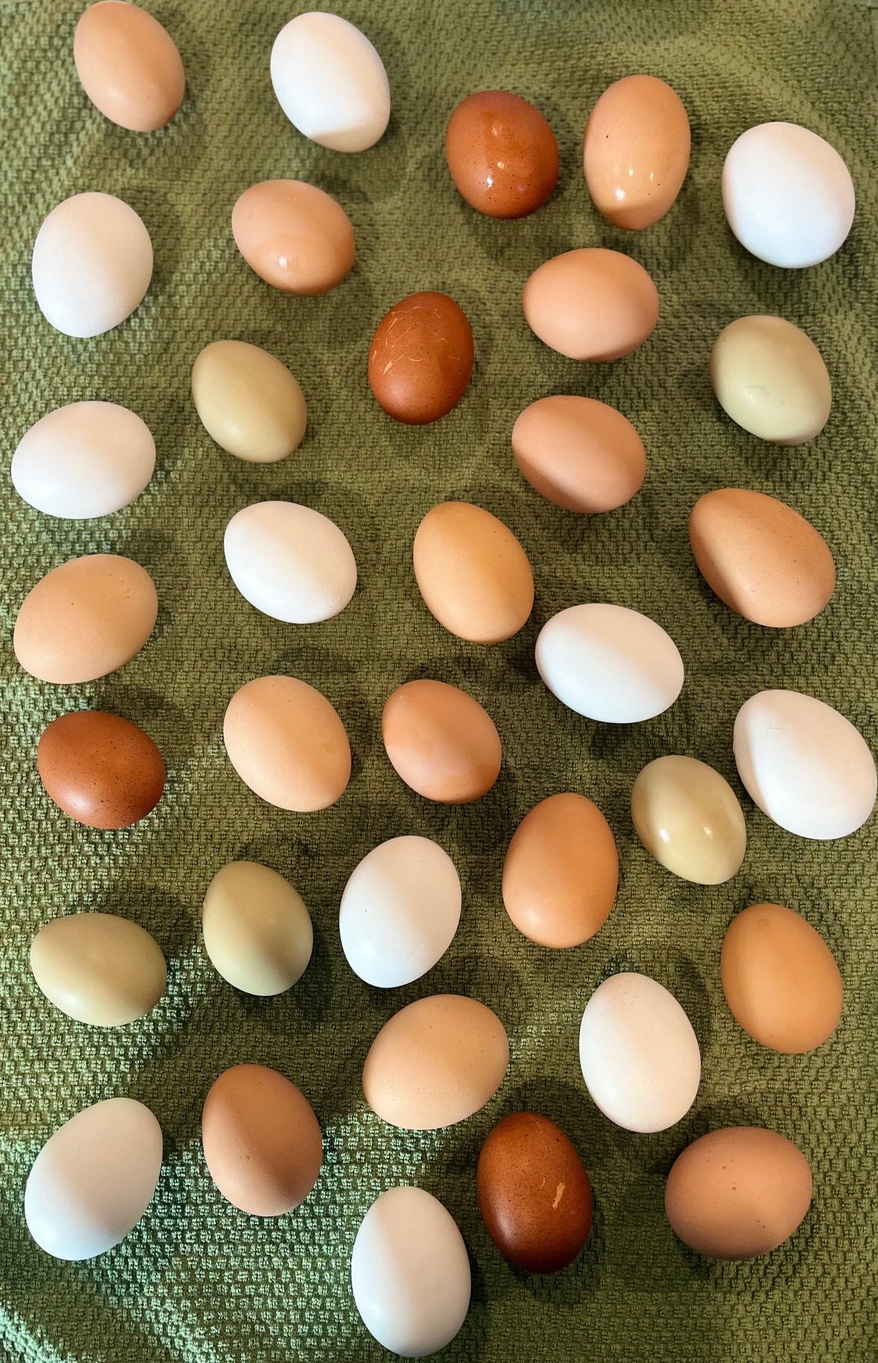 Chicken Eggs